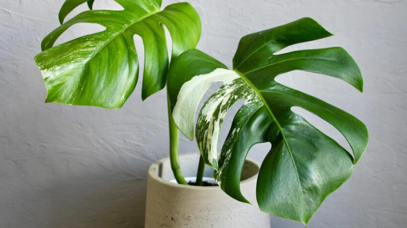 Monstera Plant Care: A Comprehensive Guide for Houseplant Enthusiasts