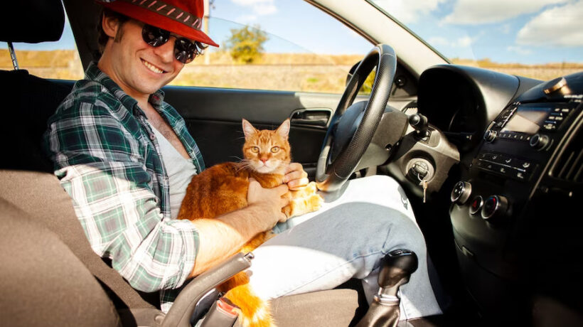 How to Travel with a Cat