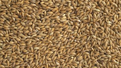 What Nutrients Are in Canary Seed