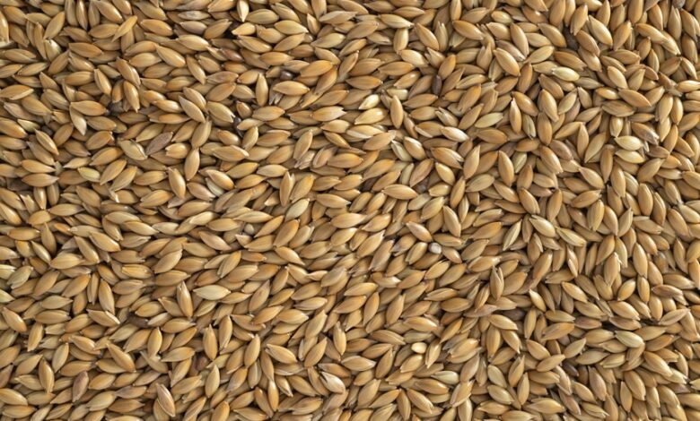 What Nutrients Are in Canary Seed