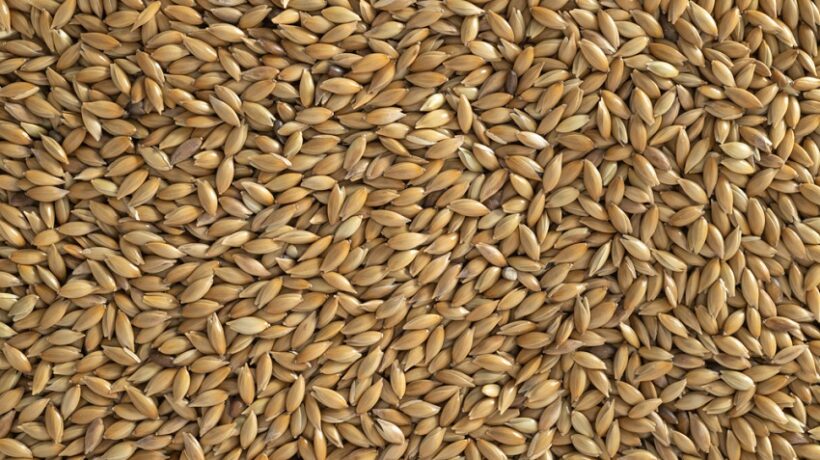What Nutrients Are in Canary Seed?