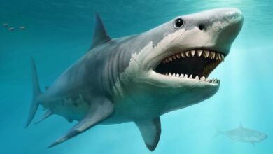 Can sharks really have Down syndrome like humans